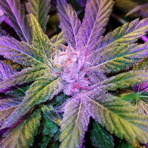 212 growlog timeline photo
