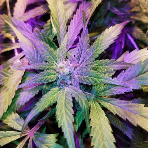 212 growlog timeline photo