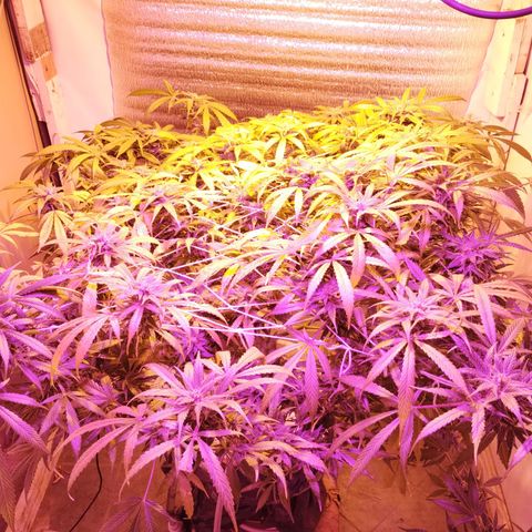 212 growlog timeline photo