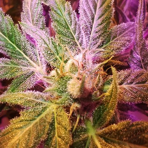 212 growlog timeline photo