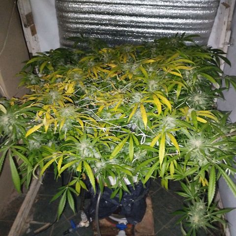 212 growlog timeline photo