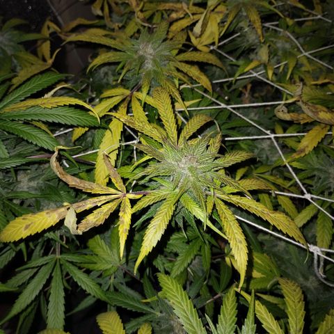212 growlog timeline photo