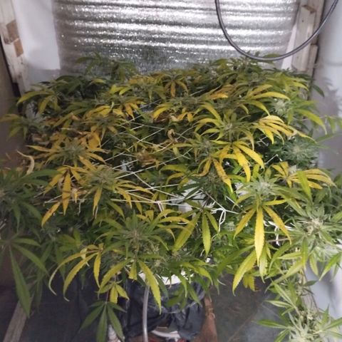 212 growlog timeline photo