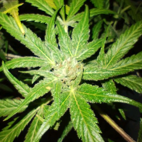 212 growlog timeline photo