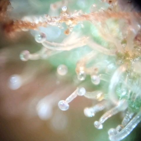 212 growlog timeline photo