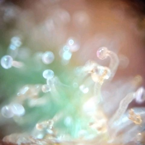212 growlog timeline photo