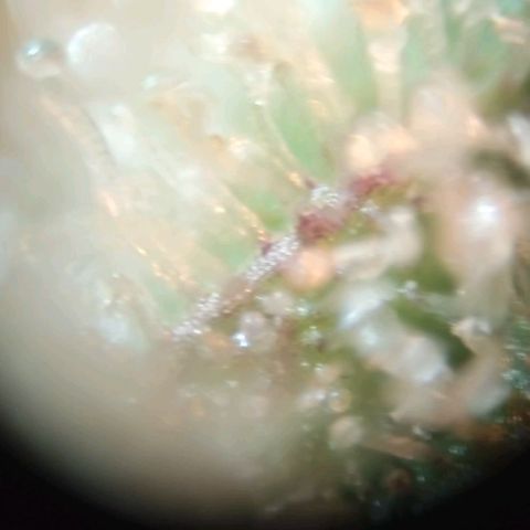 212 growlog timeline photo