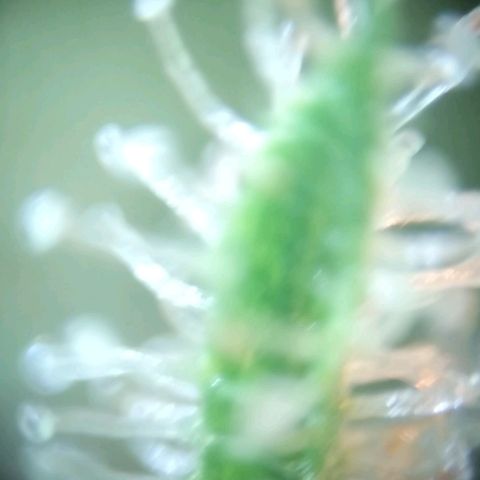 212 growlog timeline photo