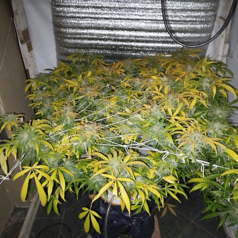 212 growlog timeline photo