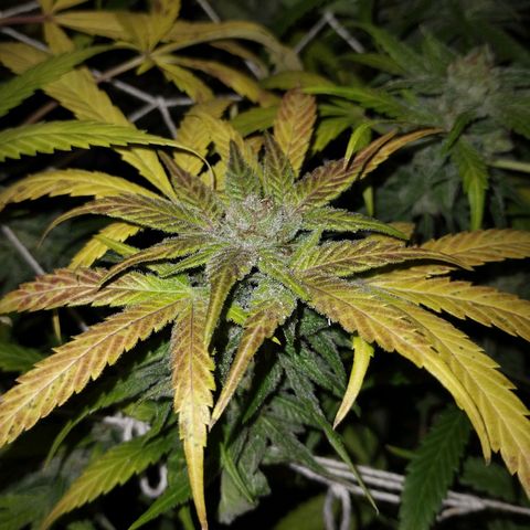 212 growlog timeline photo