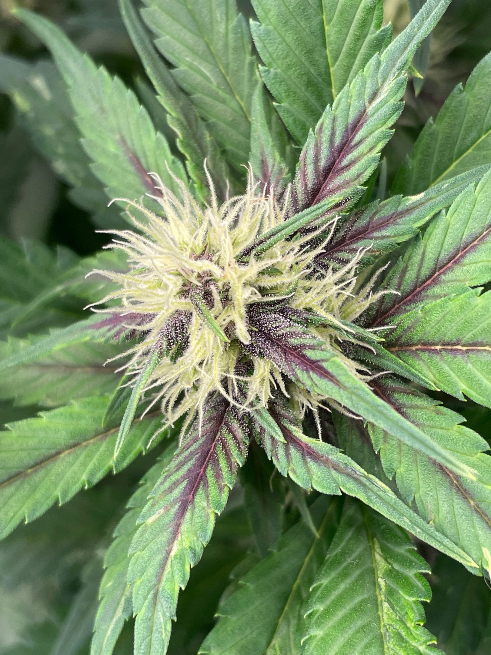 Banana purple punch growlog header