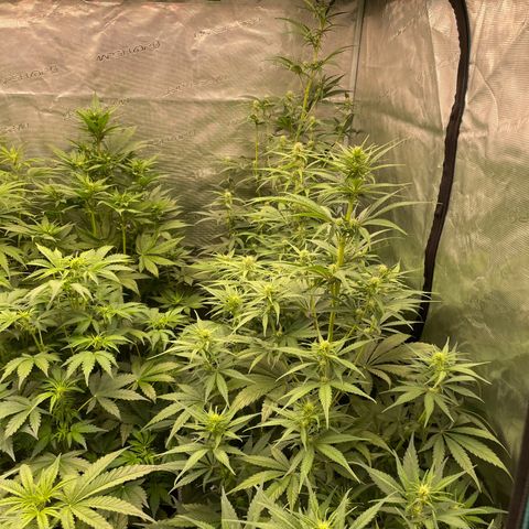 Banana purple punch growlog photo