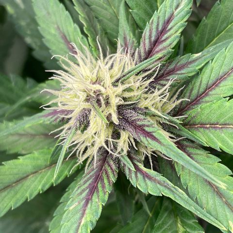 Banana purple punch growlog photo