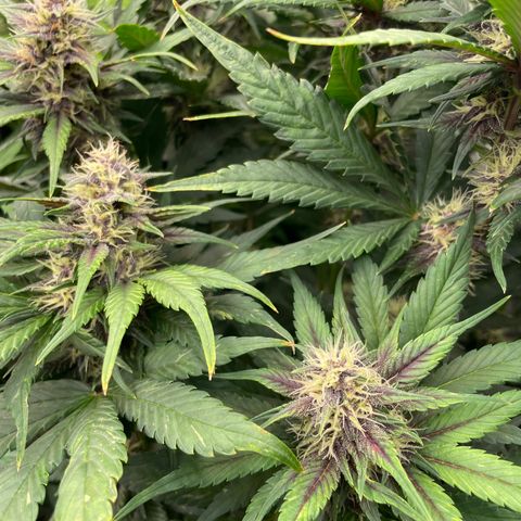 Banana purple punch growlog photo