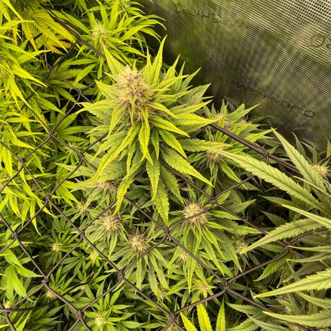 Banana purple punch growlog photo