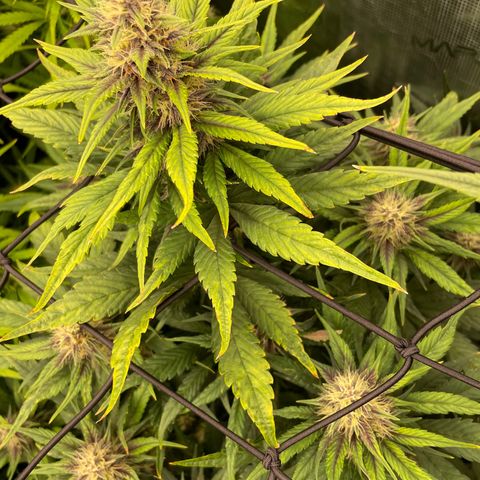 Banana purple punch growlog timeline photo