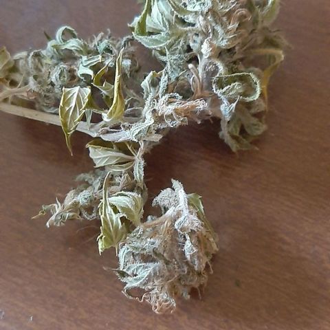 Flowers JC growlog timeline photo