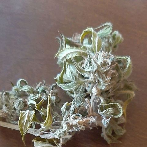 Flowers JC growlog timeline photo