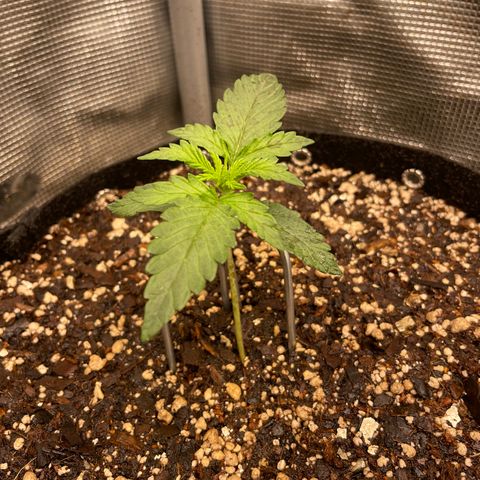 WeKraine growlog timeline photo
