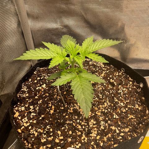 WeKraine growlog timeline photo