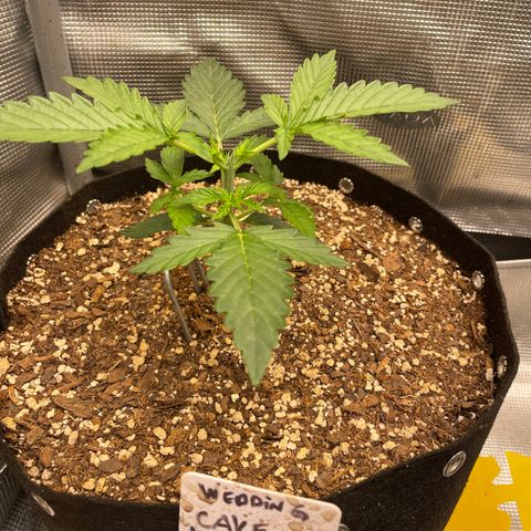WeKraine growlog photo: Topped 
