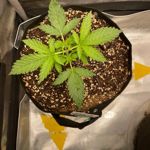 WeKraine growlog photo: Topped 