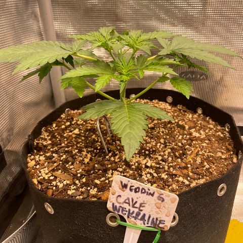 WeKraine growlog timeline photo