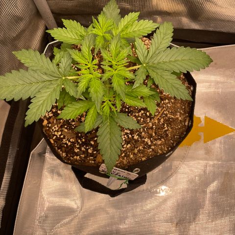 WeKraine growlog timeline photo