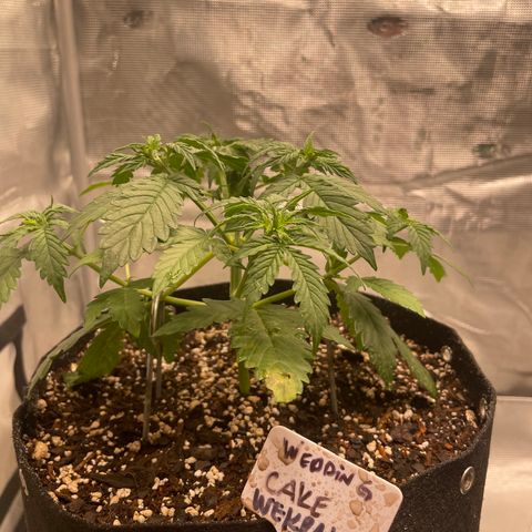 WeKraine growlog timeline photo