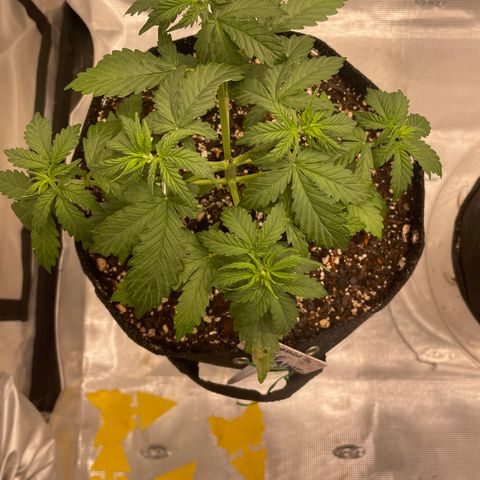 WeKraine growlog timeline photo