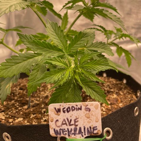 WeKraine growlog photo: Just weighed