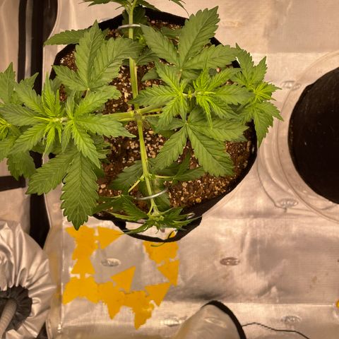 WeKraine growlog photo: Just weighed