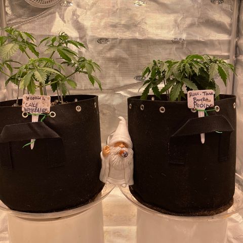 WeKraine growlog timeline photo