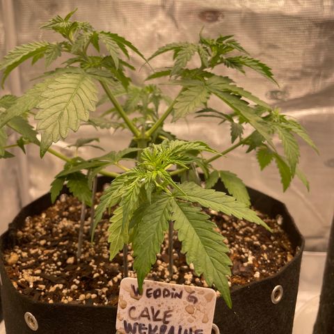 WeKraine growlog timeline photo