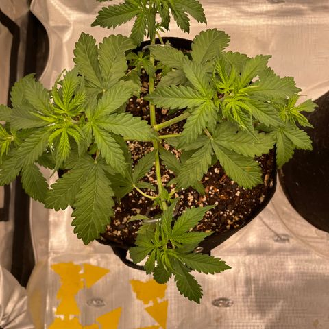WeKraine growlog timeline photo