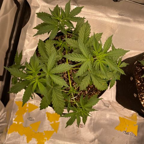 WeKraine growlog photo: A lil LST 