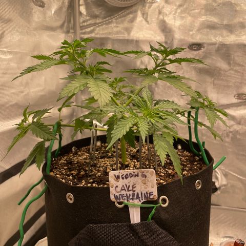 WeKraine growlog photo: A lil LST 