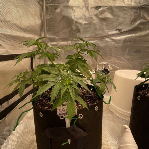 WeKraine growlog photo: Light water/ foop spray