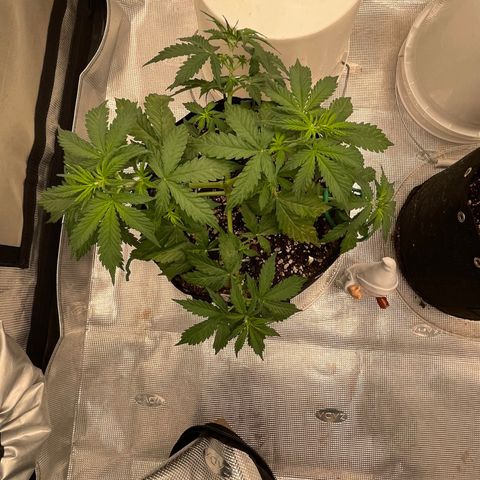 WeKraine growlog photo: Light water/ foop spray