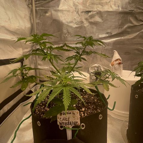 WeKraine growlog timeline photo