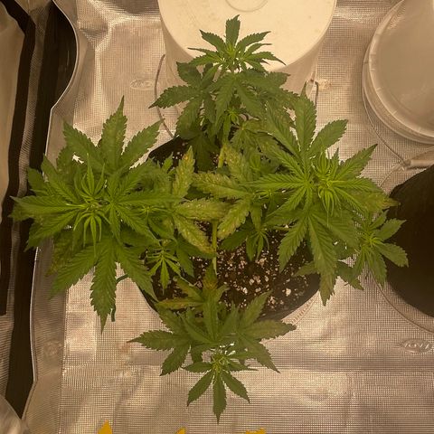 WeKraine growlog timeline photo