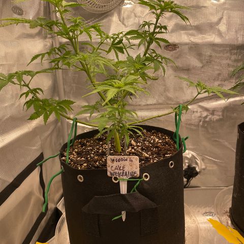 WeKraine growlog timeline photo