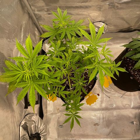 WeKraine growlog timeline photo