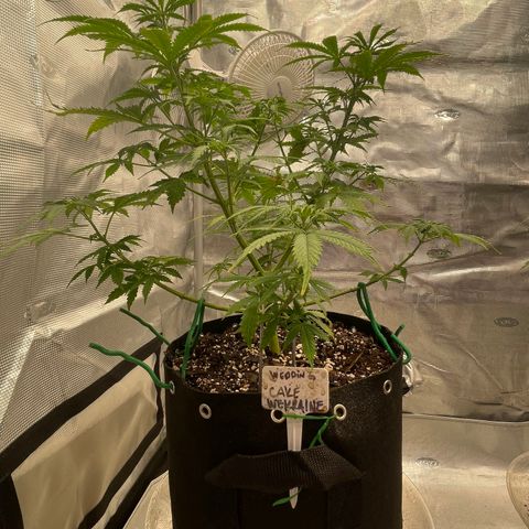 WeKraine growlog timeline photo