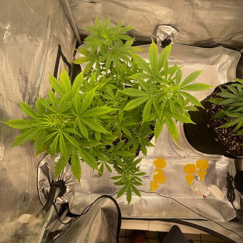 WeKraine growlog timeline photo