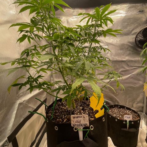 WeKraine growlog photo: Phd water 