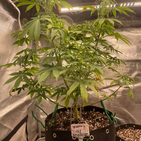 WeKraine growlog timeline photo