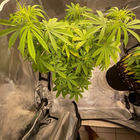 WeKraine growlog timeline photo