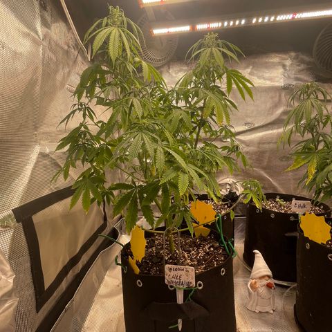 WeKraine growlog timeline photo