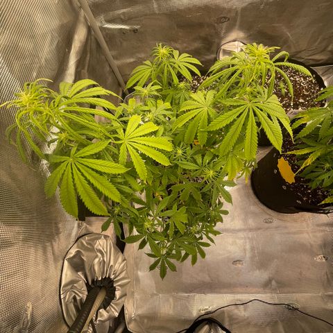 WeKraine growlog timeline photo